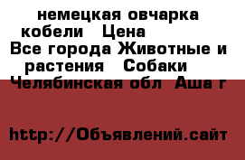 немецкая овчарка кобели › Цена ­ 25 000 - Все города Животные и растения » Собаки   . Челябинская обл.,Аша г.